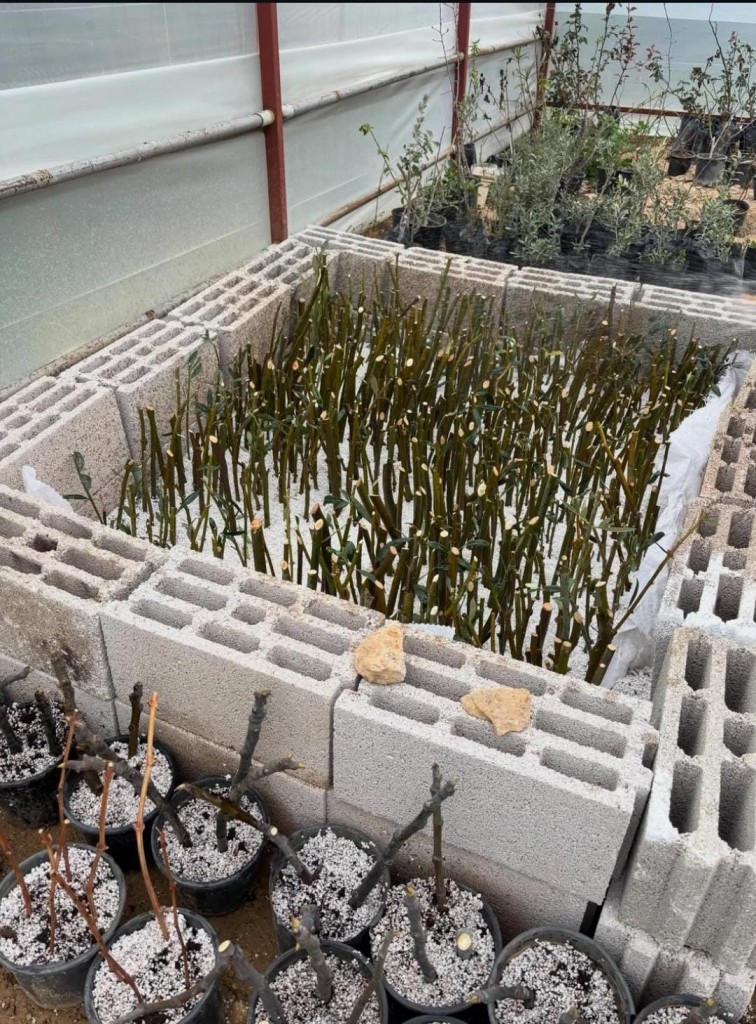 Mut Meslek Y&uuml;ksekokulu Bah&ccedil;e Tarımı Programı&rsquo;nda &ouml;ğrencilerimiz, teorik bilgiyi sahada uygulayarak &ouml;ğrenmeye devam ediyor. detayı için tıklayınız