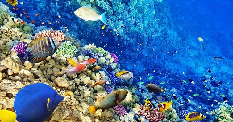 ''Akdeniz i&ccedil;in hassas dengenin korunması şart'' detayı için tıklayınız